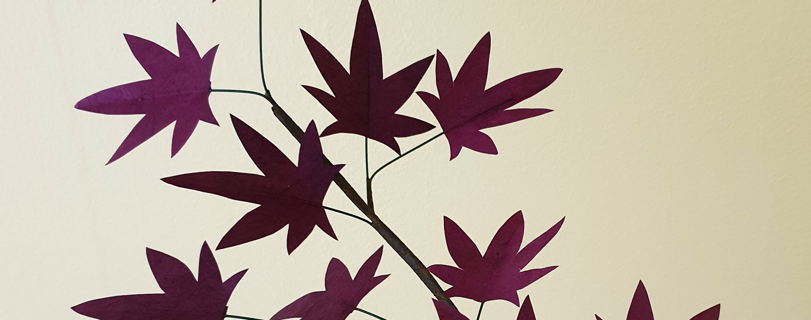 erable en papier népalais