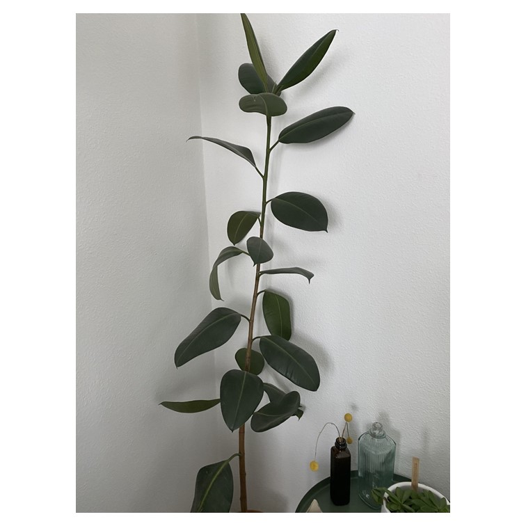 miniature photo 1 collab Simone Rex Life